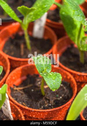 Neu ihre Zucchini Sämlinge gesät aus Töpfen entstanden. Stockfoto