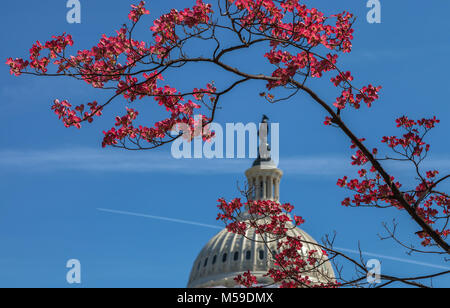 Red Vielfalt der blühende Hartriegel (Cornus Florida) blühte in den Cherry Blossom Festival, mit dem US Capitol im Hintergrund, Washington DC Stockfoto