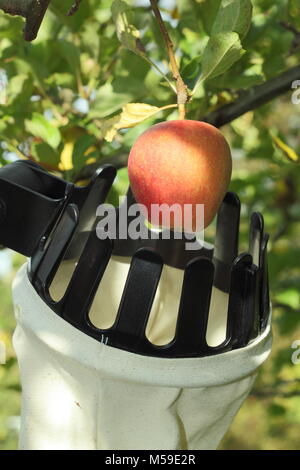 Malus Domestica" ribston Pippin" geerntet mit einem Tuch fruit Picker in einem englischen Obstgarten, Oktober Stockfoto