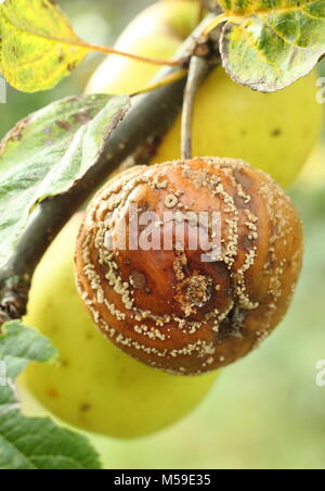 Malus Domestica. Apple mit Braunfäule (Monilinia laxa/monilinia fructigena) auf einem Ast in einem Obstgarten, Großbritannien Stockfoto