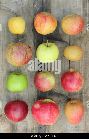 Malus Domestica, Britische Äpfel in Holzkiste inkl. Worcester Pearmain, Egremont Rotbraun, Newton Wunder, Ananas und Pitmaston Ribston Pippin Stockfoto