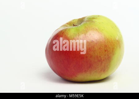 Malus Domestica" Bramleys Sämling", ein englischer Apfelsorte, weißer Hintergrund, Großbritannien Stockfoto