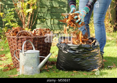 Die blattform Schritt für Schritt: 1. Gefallenen Blätter im Herbst sind in Kunststoff schwarz Mülltüten für die Verrottung Blattform durch weibliche Gärtner zu machen gesammelt Stockfoto