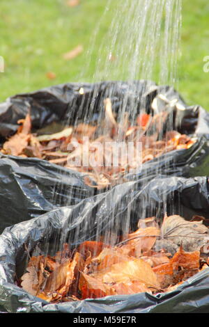 Die blattform Schritt für Schritt: 2. Gefallenen Blätter im Herbst in Kunststoff schwarz Mülltüten gesammelt befeuchtet sind unten verrotten in Blattform, Großbritannien Stockfoto