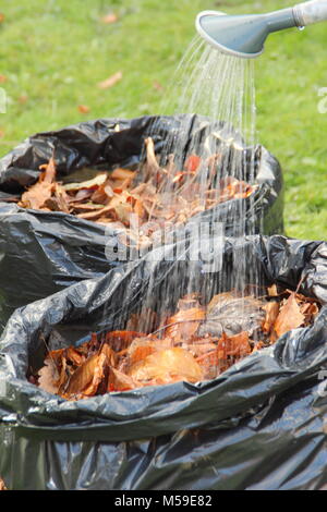 Die blattform Schritt für Schritt: 2. Gefallenen Blätter im Herbst in Kunststoff schwarz Mülltüten gesammelt befeuchtet sind unten verrotten in Blattform, Großbritannien Stockfoto