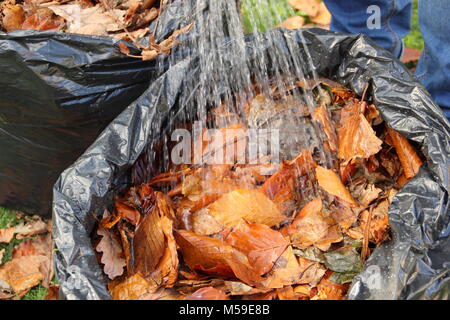 Die blattform Schritt für Schritt: 2. Gefallenen Blätter im Herbst in Kunststoff schwarz Mülltüten gesammelt befeuchtet sind unten verrotten in Blattform, Großbritannien Stockfoto