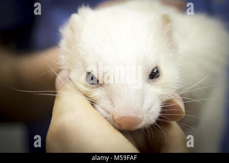 Profil Portrait eines Frettchens. Tierarzt erhält in den Körper. Stockfoto