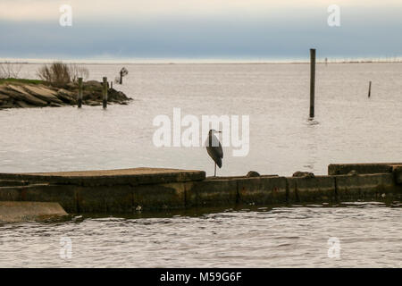 Great Blue Heron ruht auf Jetty Stockfoto