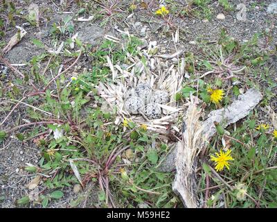 Ein Killdeer Nest in einem offenen Feld in North Dakota Stockfoto