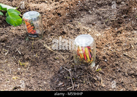 Möhre Samen im Garten mit Mason jar pflanzten die Samen Paket zu schützen. Stockfoto