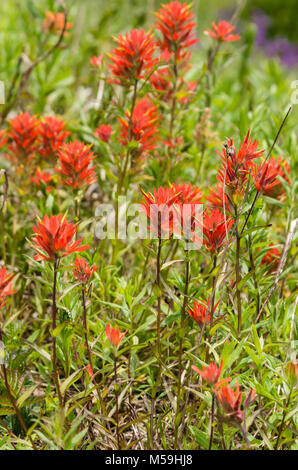 Castilleja minaita oder gemeinsamen Pinsel blühen in der Mt Hood National Forest. Oregon Stockfoto