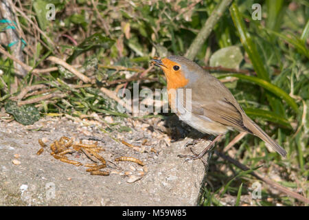 Robin essen eine mealworm stehend auf einem Felsen am Boden Stockfoto