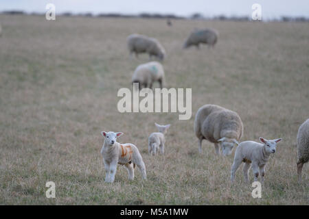 Edinburgh, Macmerry, Livingston, UK. 21.Feb.2018. Frühjahr Lämmer in einem Feld junge lämmer dargestellt in einem Feld in der Nähe von Macmerry, Tranent, East Lothian. (Foto: Rob Grau): Rob Grau/Alamy leben Nachrichten Stockfoto