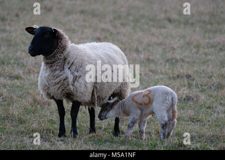 Edinburgh, Macmerry, Livingston, UK. 21.Feb.2018. Frühjahr Lämmer in einem Feld junge lämmer dargestellt in einem Feld in der Nähe von Macmerry, Tranent, East Lothian. (Foto: Rob Grau): Rob Grau/Alamy leben Nachrichten Stockfoto