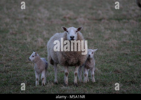 Edinburgh, Macmerry, Livingston, UK. 21.Feb.2018. Frühjahr Lämmer in einem Feld junge lämmer dargestellt in einem Feld in der Nähe von Macmerry, Tranent, East Lothian. (Foto: Rob Grau): Rob Grau/Alamy leben Nachrichten Stockfoto