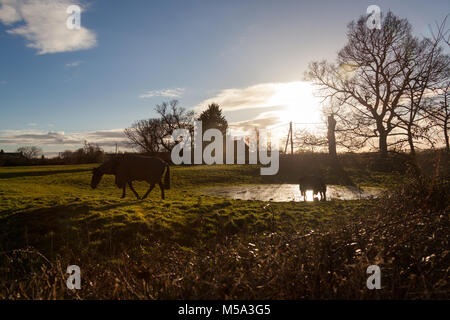 Dorf von Coddington, England. Blick auf die Pferde grasen in der Cheshire Dorf Coddington Silhouette. Stockfoto