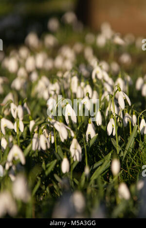 Dorf von Coddington, England. Malerische späten Winter Blick auf Schneeglöckchen in der Cheshire Dorf Coddington. Stockfoto