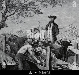USA. Abiline, Texas, Cowboys branding Vieh. Gravur, von Paul Frenzeny (1840-1902) und Jules Tavernier (1844-1889) Stockfoto