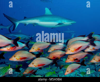 Meerestiere, Fische in den Gewässern des Südpazifiks. Einen grauen Riffhai unter einer Buckelwale red snapper Shoal. Stockfoto