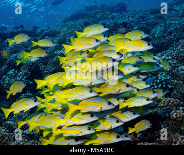 Große Schule von Blue-line Snapper auf einem Korallenriff in Französisch-Polynesien Stockfoto