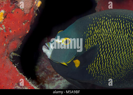 In der Nähe von French Angelfish, Pomacanthus bedächtig. Stockfoto
