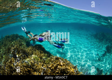 Über/Unter der drei Schnorchler unter Wasser auf einem Riff in der Nähe von New Providence, Bahamas Stockfoto