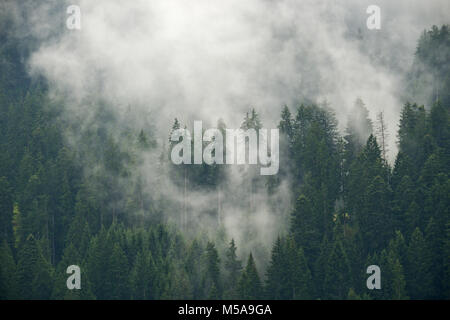 Niedrige CLOUD UMSCHLÄGE DEN WÄLDERN OBERHALB KLOSTERS SCHWEIZ AUCH IM SOMMER. Stockfoto