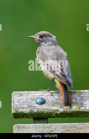 Hausrotschwanz, Phoenicurus ochruros, Schweiz Stockfoto