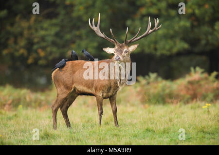 Rothirsch und Dole, Cervus elaphus Stockfoto