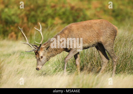 Rothirsch und Dole, Cervus elaphus Stockfoto