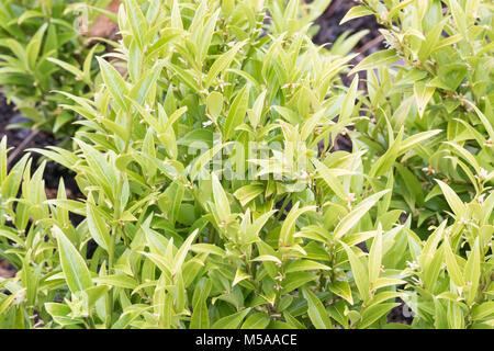 Sarcococca Ruscifolia var. Chinensis "Dragon Gate" Stockfoto