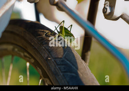 Große grüne Heuschrecke sitzt auf einem Fahrrad Rad, Heuschrecke sitzt auf einem Fahrrad Reifen Stockfoto