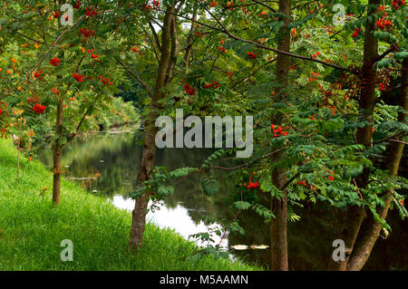 Bush von Reifen Rowan im Herbst, Rowan Bush mit reifen Trauben von roten Beeren Stockfoto