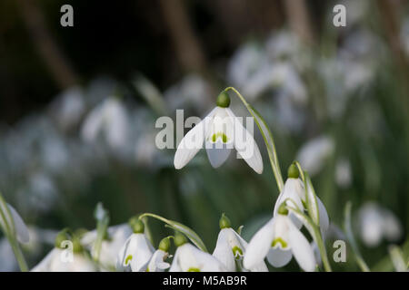 Galanthus 'Mrs backhouse Nr. 12". Blumen Schneeglöckchen im Februar. Großbritannien Stockfoto