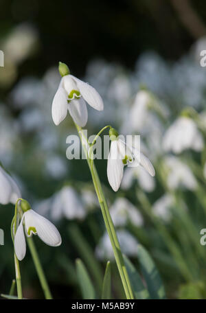 Galanthus 'Mrs backhouse Nr. 12". Blumen Schneeglöckchen im Februar. Großbritannien Stockfoto