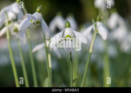 Galanthus 'Mrs backhouse Nr. 12". Blumen Schneeglöckchen im Februar. Großbritannien Stockfoto