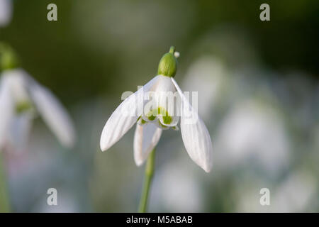 Galanthus 'Mrs backhouse Nr. 12". Blumen Schneeglöckchen im Februar. Großbritannien Stockfoto