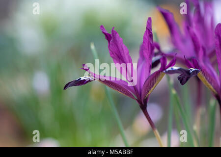 Iris reticulata 'Pauline 'Blumen Anfang März. Zwerg Iris. Großbritannien Stockfoto