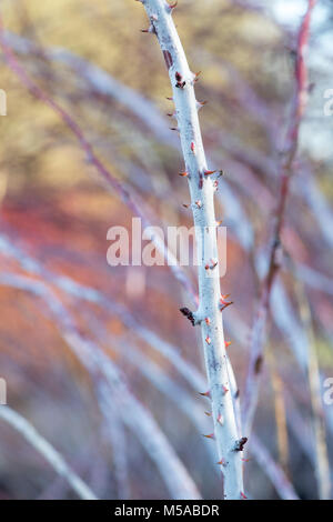 Rubus cockburnianus. Weiß - aufgehaltene Dornbusch Stockfoto