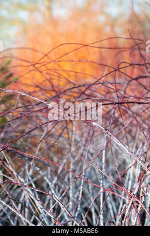 Rubus cockburnianus. Weiß - aufgehaltene Dornbusch Stockfoto