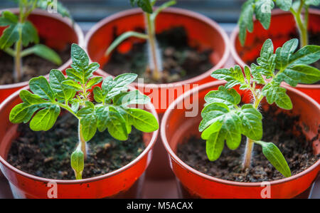 Neu gesät Tomaten Keimlinge entstand aus den Töpfen. Stockfoto