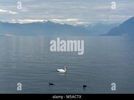 Schwan und Enten am Genfer See in Lausanne, Schweiz Stockfoto