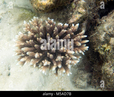 Acropora Nahaufnahme in Togian Inseln, Sulawesi, Indonesien Stockfoto