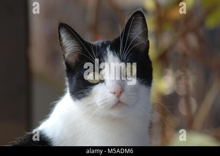 Schwarze & Weiße Katze Portrait Outdoor, Herbst Farben Hintergrund an einem sonnigen Tag Stockfoto