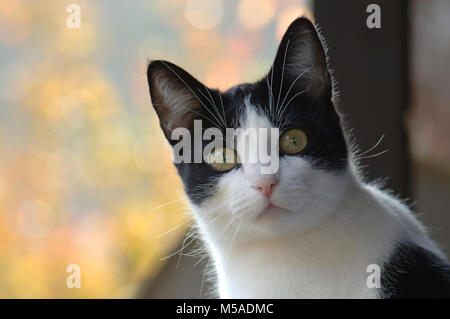 Schwarze & Weiße Katze Portrait Outdoor, Herbst Farben Hintergrund an einem sonnigen Tag Stockfoto