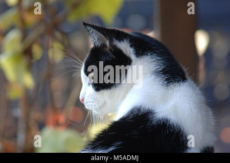 Schwarze & Weiße Katze Portrait Outdoor, Herbst Farben Hintergrund an einem sonnigen Tag Stockfoto