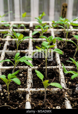 Tomaten Setzlinge wachsen in einem Styropor Fach in einem Gewächshaus. Stockfoto