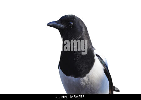 Portret der Eurasischen magpie oder gemeinsamen Magpie (Pica Pica) auf einem weißen Hintergrund. Stockfoto