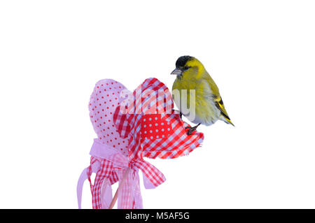 Kleine eurasian siskin (Spinus spinus) sitzt auf einem Herzen zum Valentinstag (auf weißem Hintergrund). Stockfoto