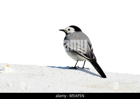 Bachstelze (Motacilla alba) sitzt auf einem Beton Zaun (auf weißem Hintergrund). Stockfoto